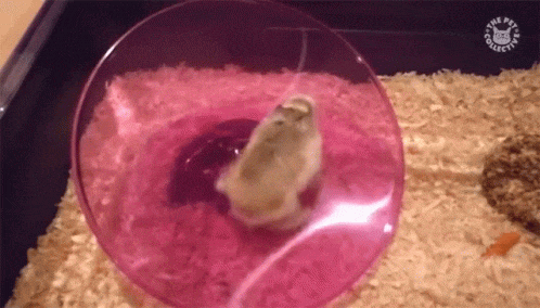 A GIF of a hamster running on a wheel so fast that it falls off.